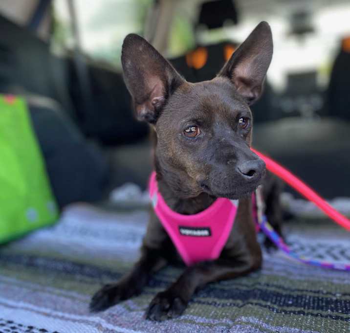 Photo of Blackie