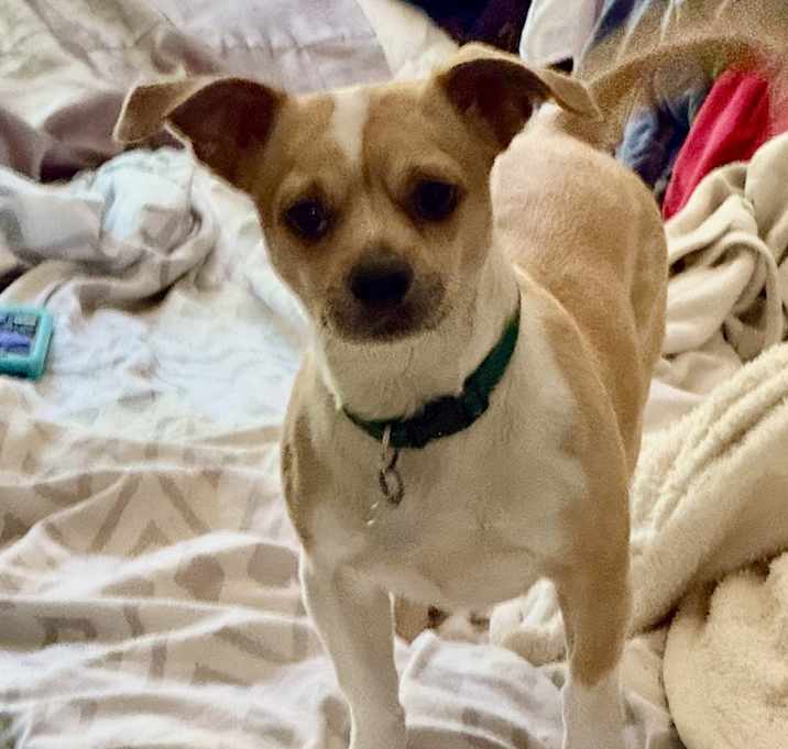 Photo of Paco