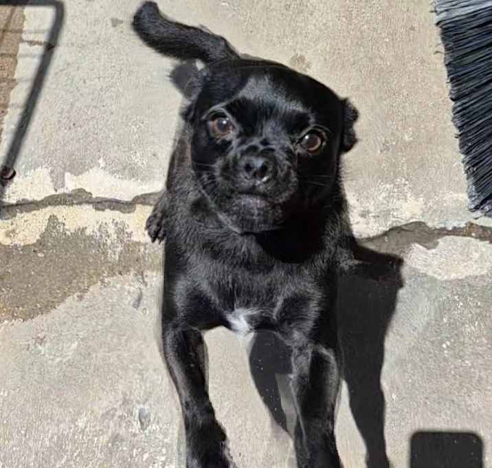 Photo of Puggie Ball