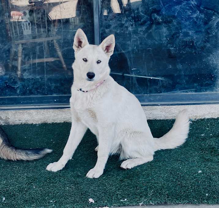 Photo of Misty