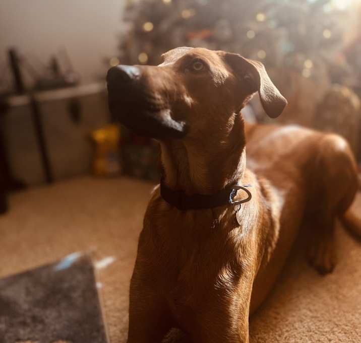 Photo of Wooley