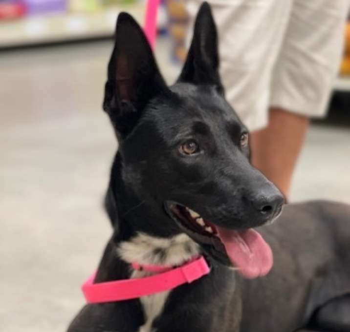 Photo of Sable