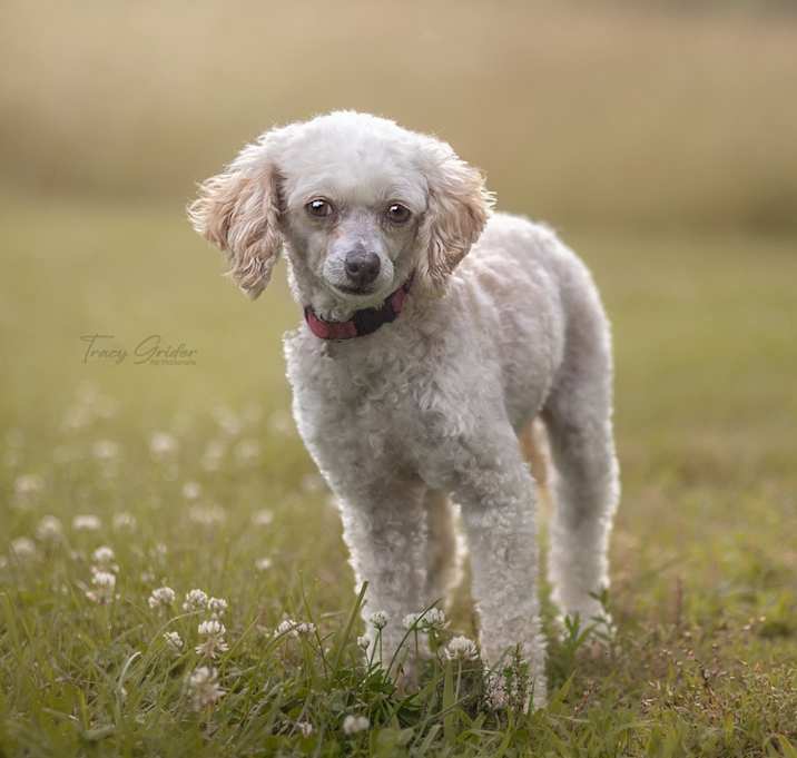 Photo of Snickerdoodle