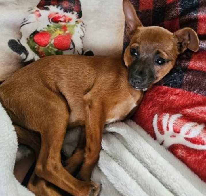 Photo of Rosie