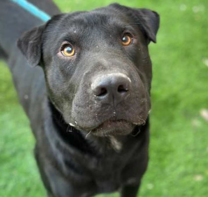 Photo of Rufus*