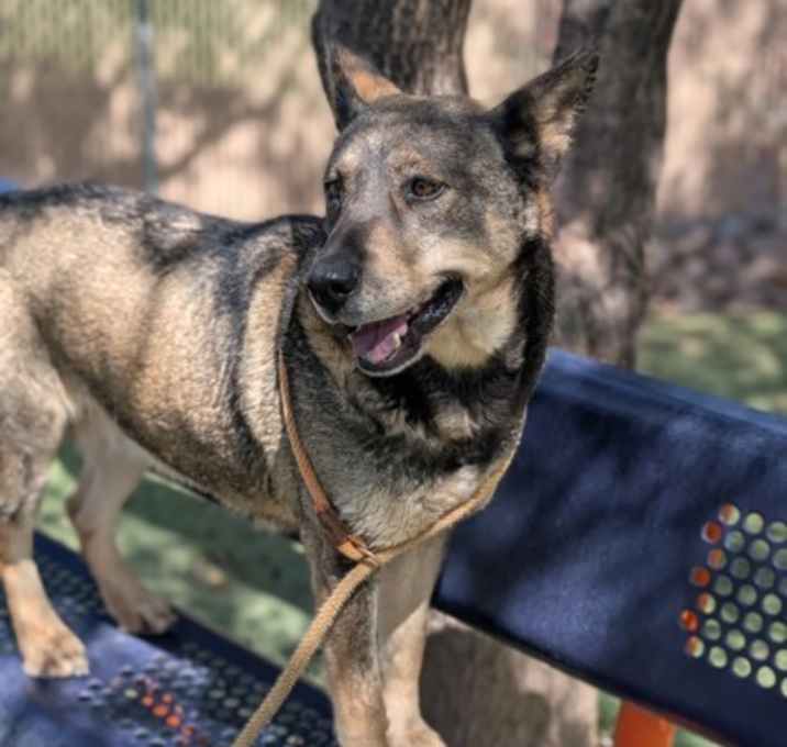 Photo of Sheba*