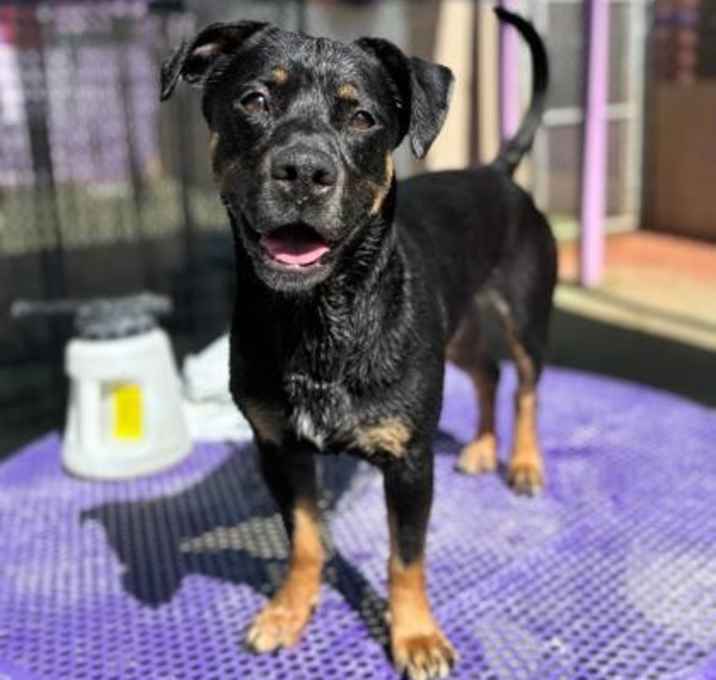 Photo of Baxter*