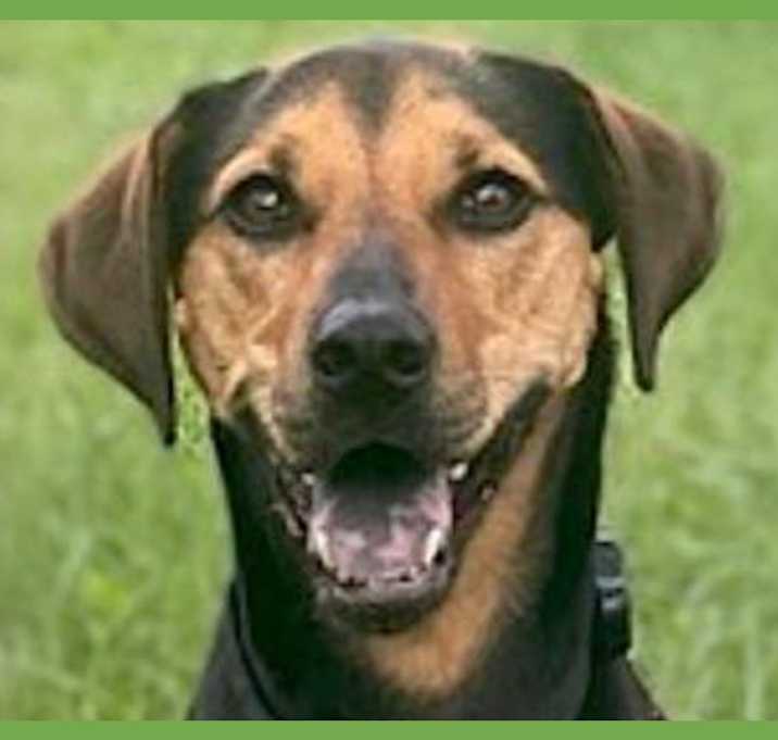 Photo of Rey
