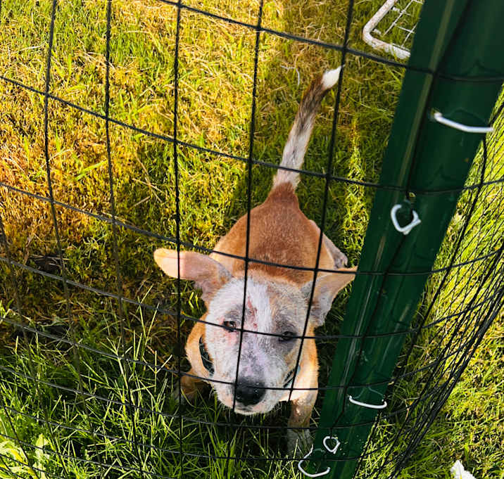 Photo of Milo