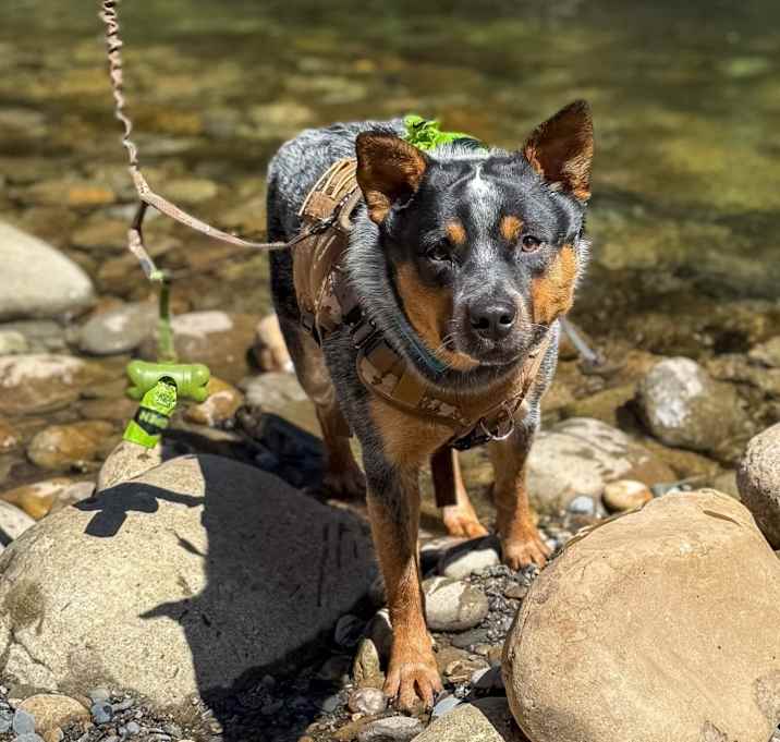 Photo of Blue