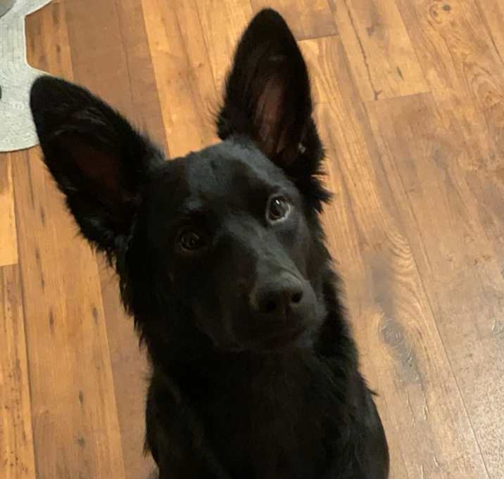 Photo of Bailey