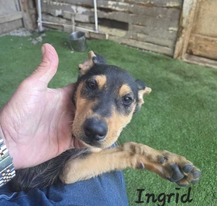 Photo of Ingrid