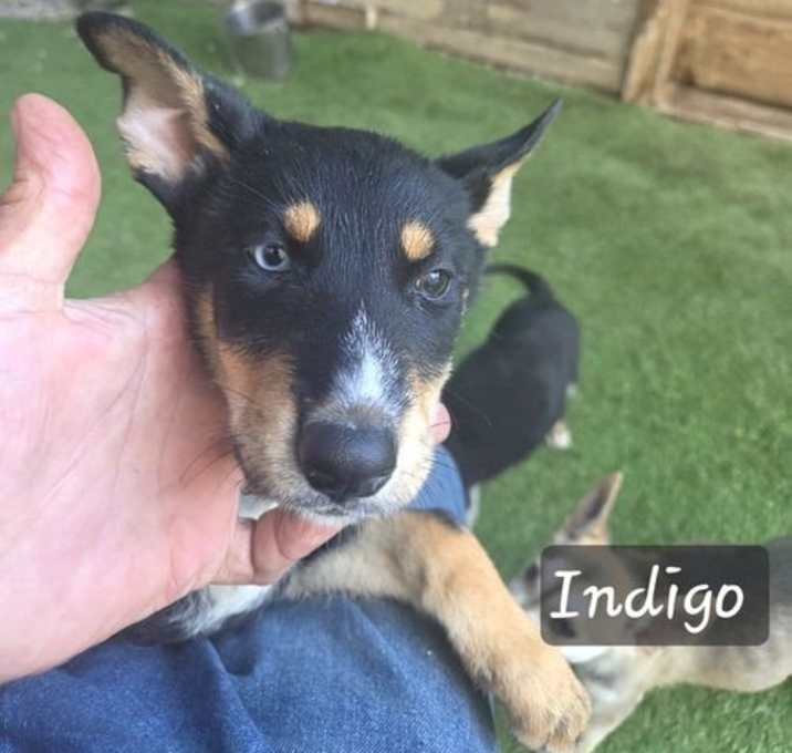 Photo of Indigo