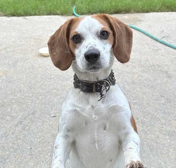 Photo of Daisy