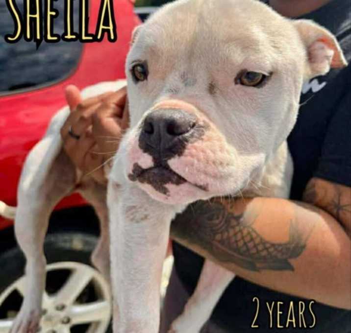 Photo of SHEILA