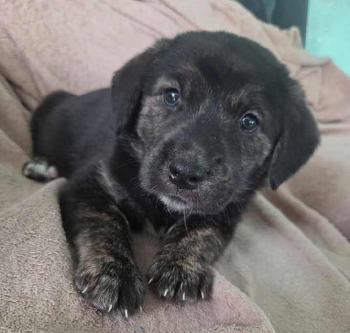 Photo of Olly (Purple 25)