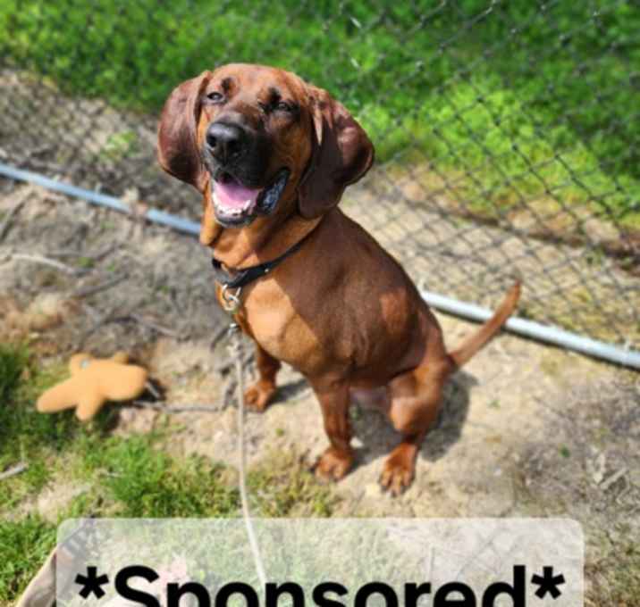 Photo of Scrappy