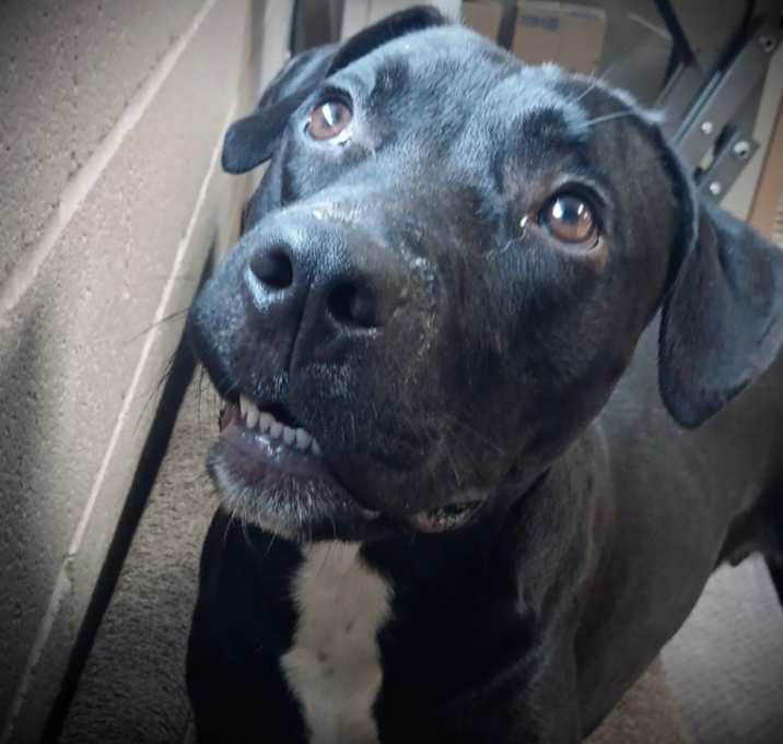 Photo of Magnum