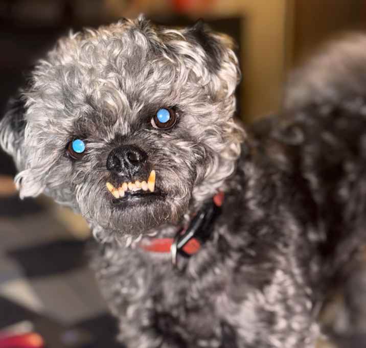Photo of Maverick
