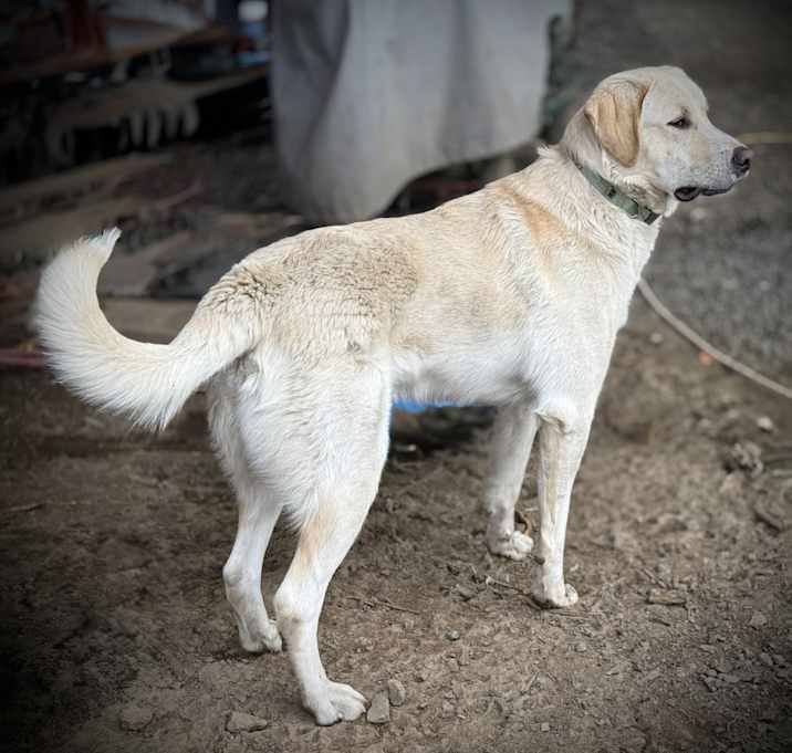 Photo of Nanuk