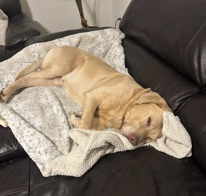 Photo of Ranger
