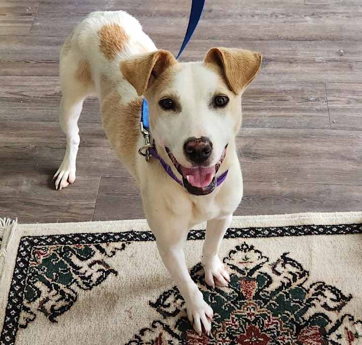 Photo of Ginger