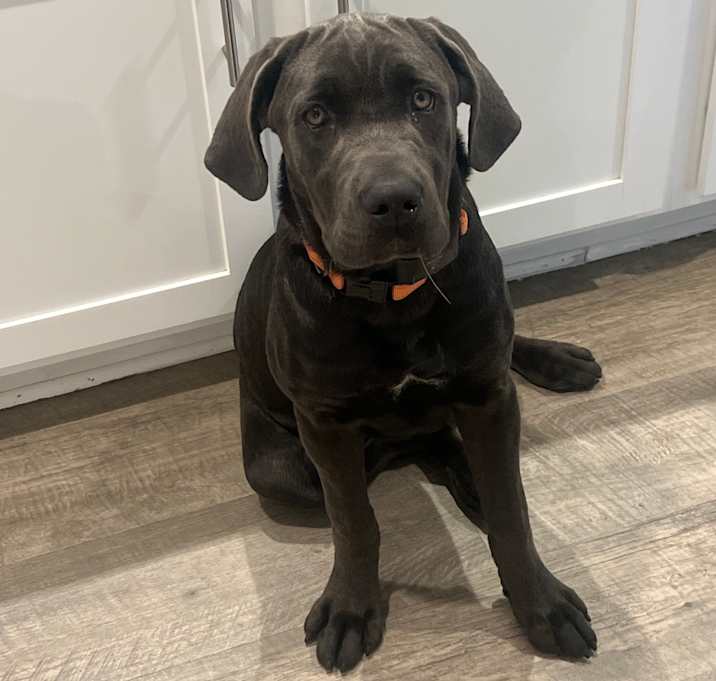Photo of Ziva 