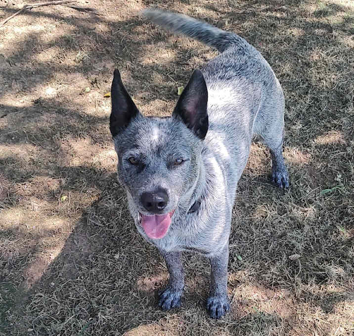 Photo of Archer