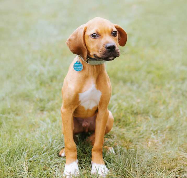 Photo of Cornhusker