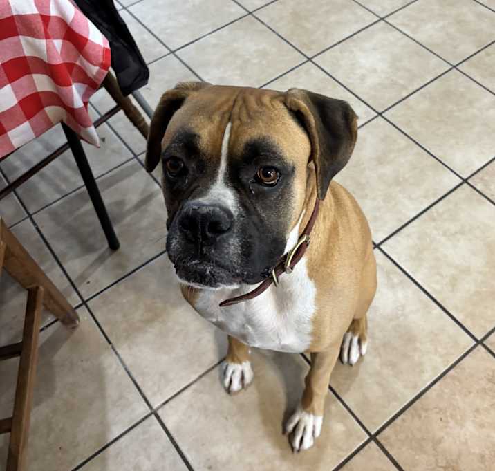Photo of Brody