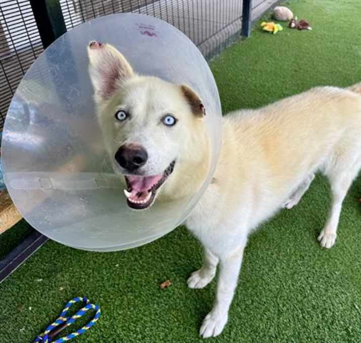 Photo of WHITE FANG