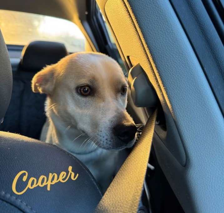 Photo of Cooper #king-of-snuggles