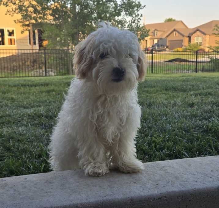 Photo of Spot