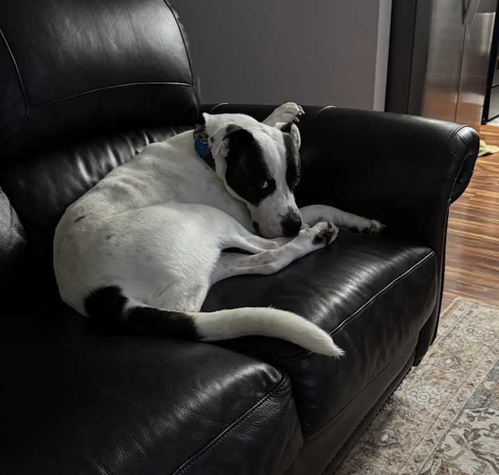 Photo of Sully