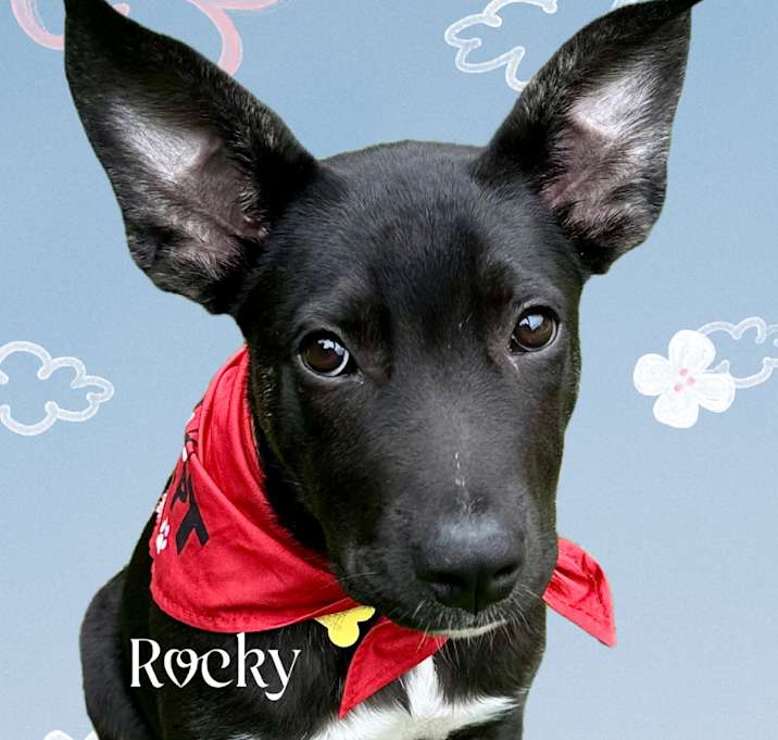 Photo of Rocky