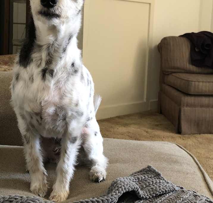 Photo of Deuce