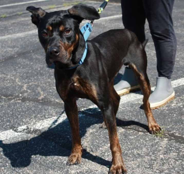 Photo of Copper