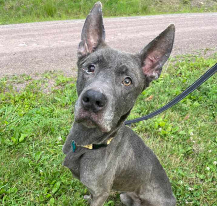 Photo of Blue