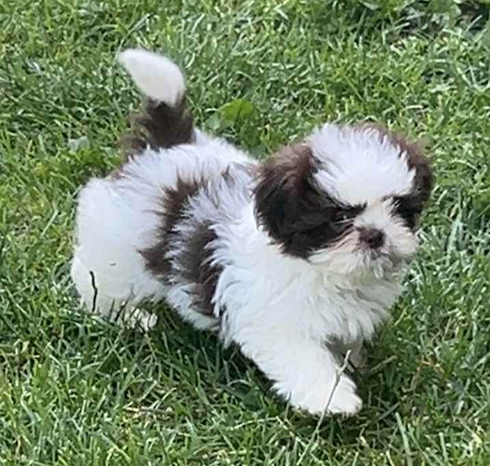 Photo of ADOPTION PENDING Eclair
