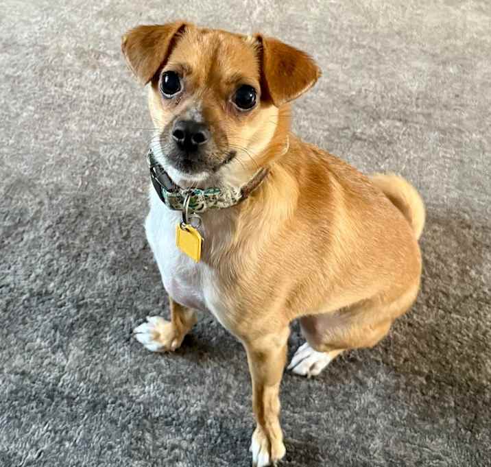 Photo of Pipsqueak