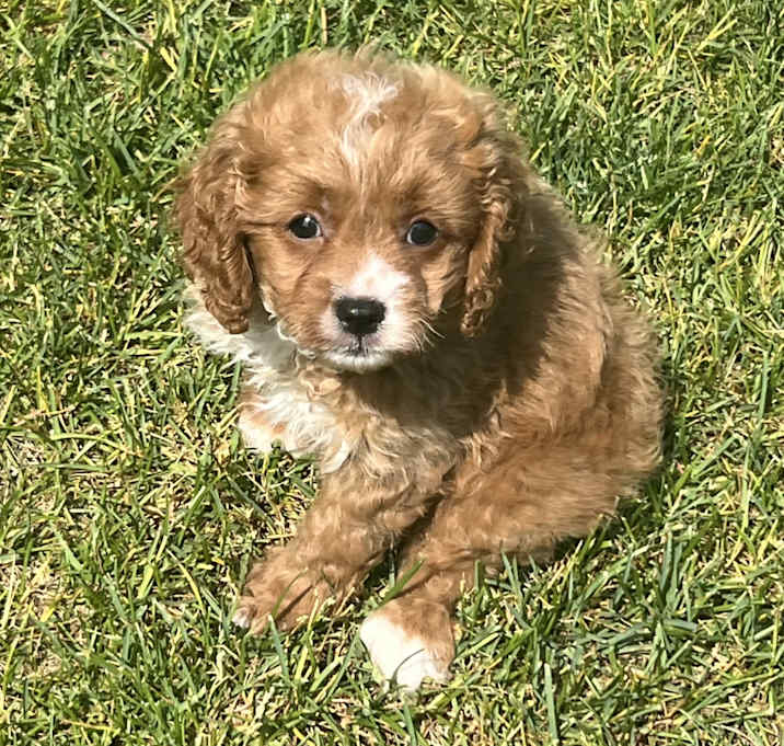 Photo of ADOPTION PENDING Edam