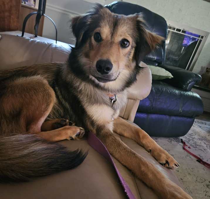 Photo of Nala