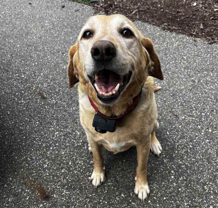 Photo of Kona