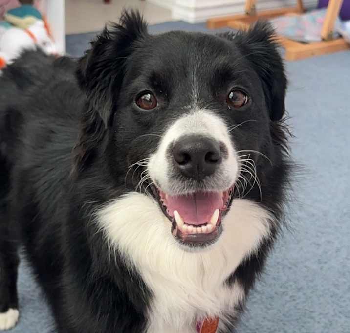 Photo of Temmie