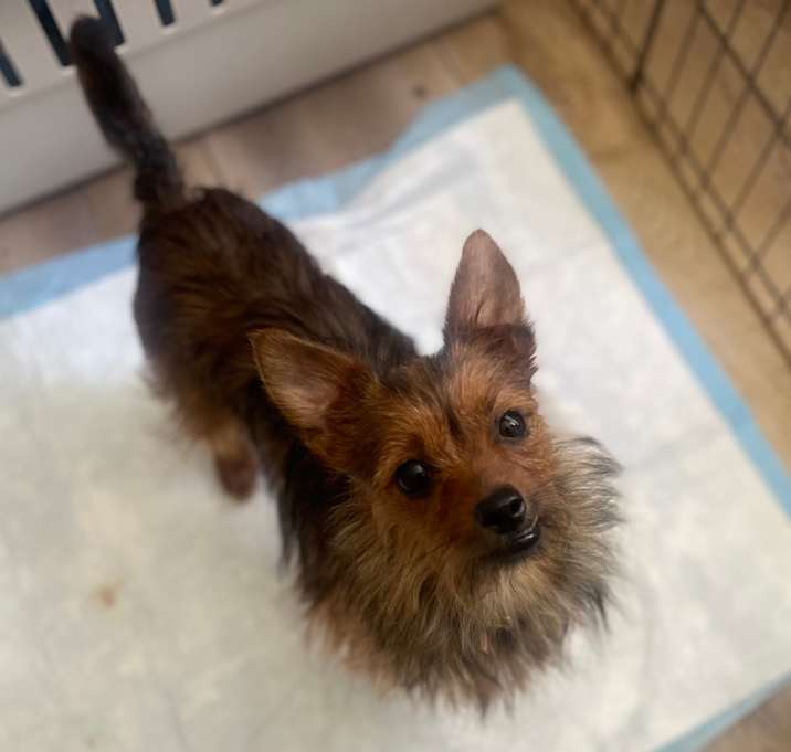 Photo of Foxy Roxy