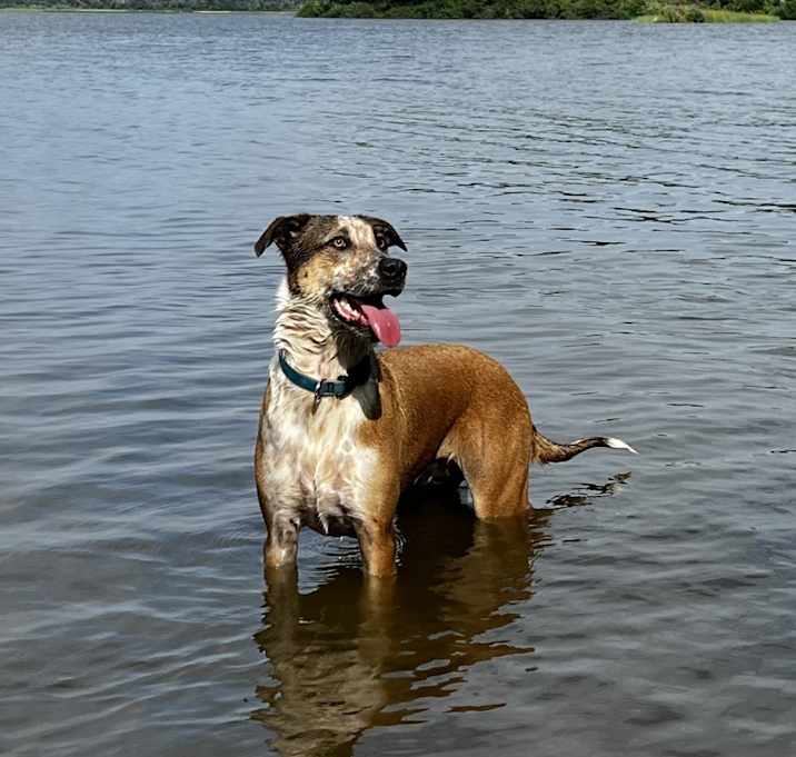 Photo of Bruno