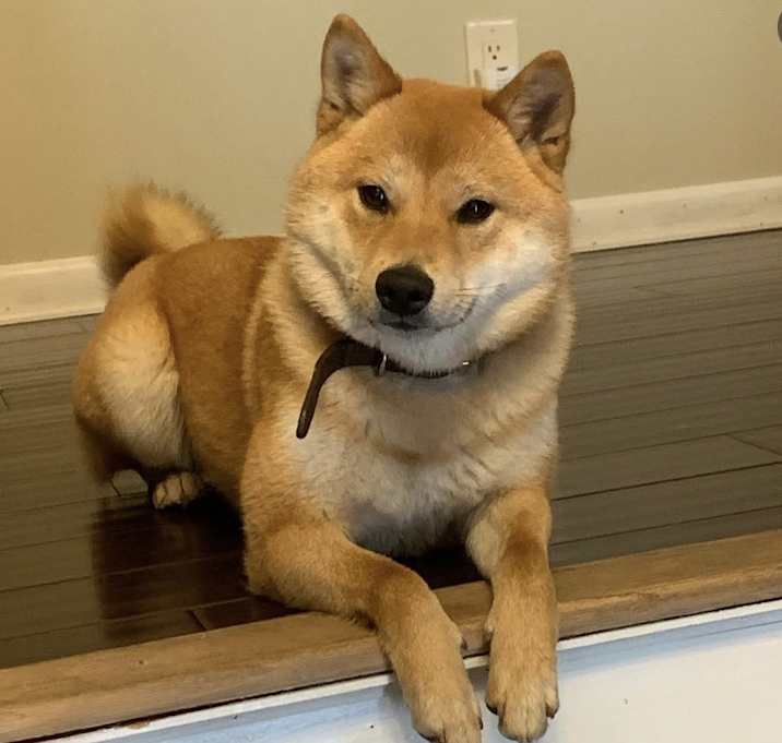 Photo of Luna