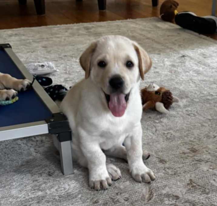 Photo of Buckwheat the Pyrenees Mix