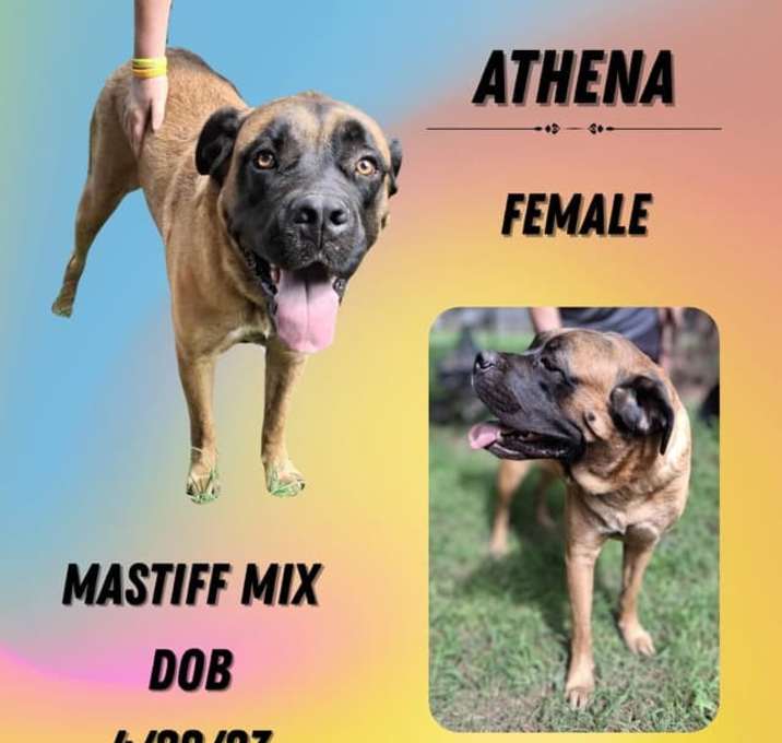 Photo of Athena