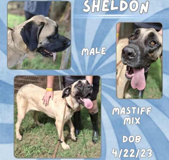 Photo of Sheldon